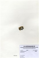 藏品(邊唇孢藻)的圖片